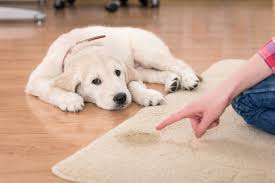 Dog resting on a clean carpet after pet odor treatment